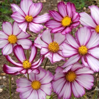 Zemā kosmeja 'Dwarf Purple Picottee'